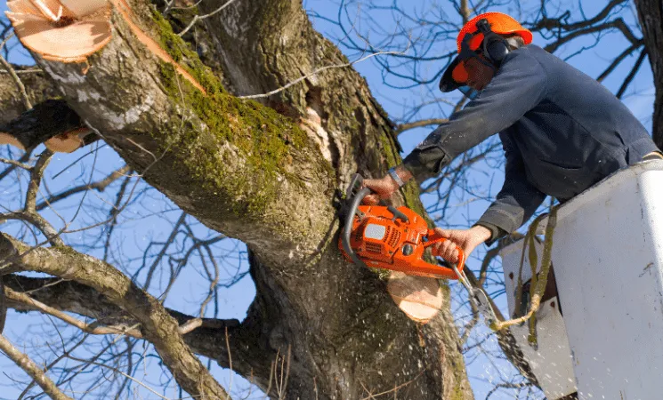 Regular-tree-pruning-2880w