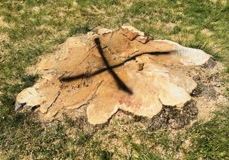 stump grinding and stump removal Cliffside Park