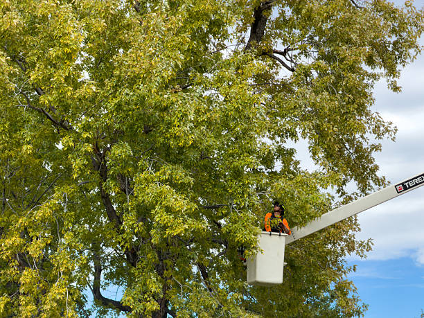 commercial tree service cliffside park