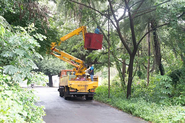 commercial tree service cliffside park