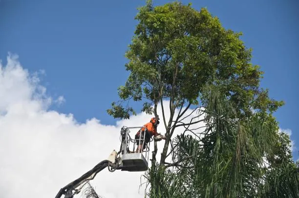 commercial tree service cliffside park