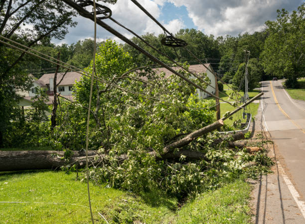 emergency tree service cliffside park