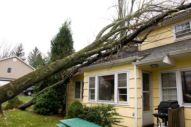 emergency tree service cliffside park