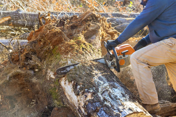 stump grinding cliffside park