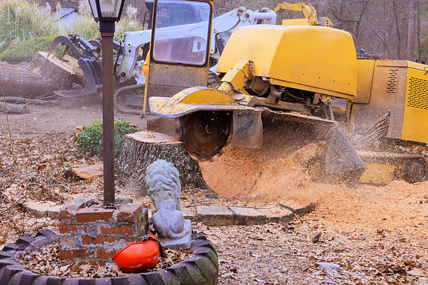 stump grinding cliffside park