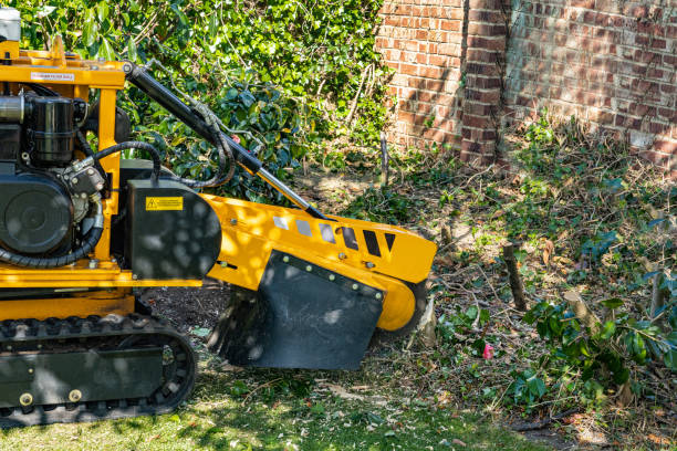 stump grinding cliffside park