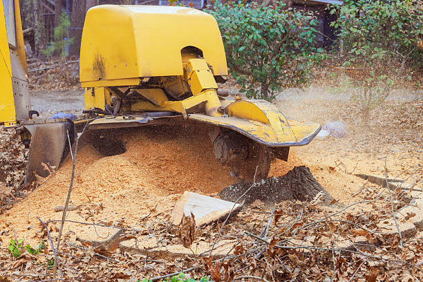 stump grinding cliffside park