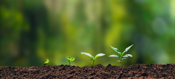 tree health union city