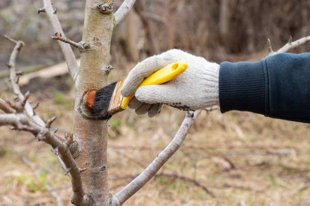 tree health union city