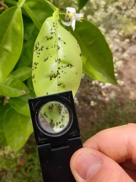 tree health union city