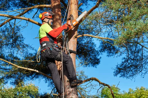 tree trimming cliffside park
