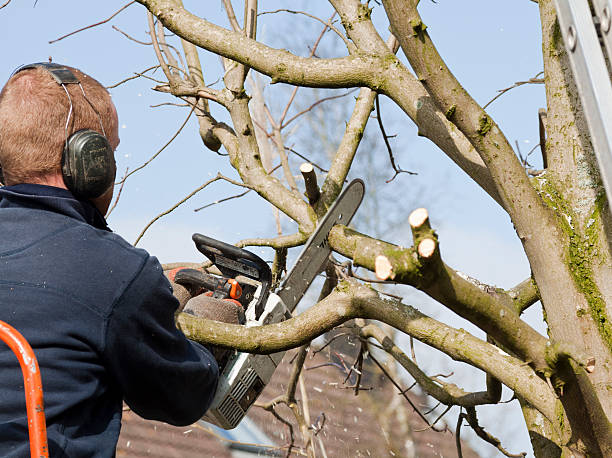tree trimming cliffside park