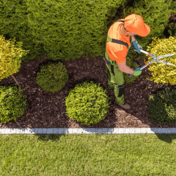 Shrub pruning Tree pros