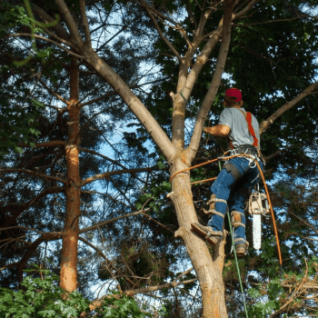 Tree Cutting Tree Pros