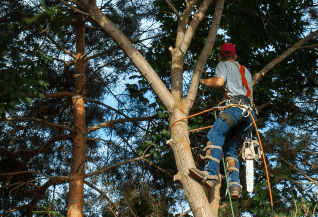 Tree Cutting Tree Pros