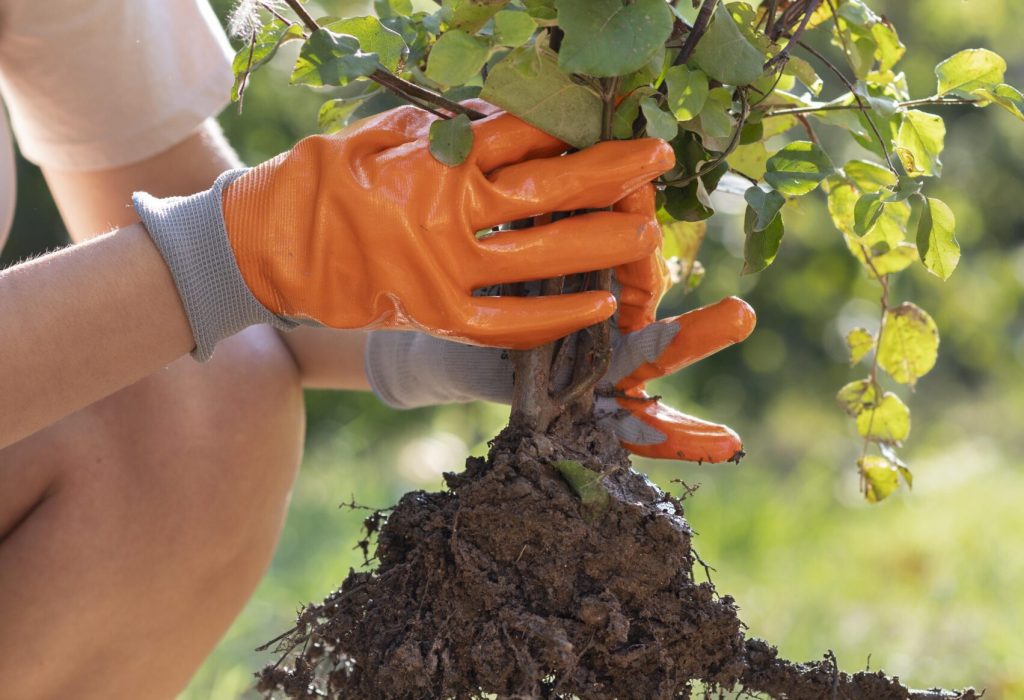 tree health Cliffside Park