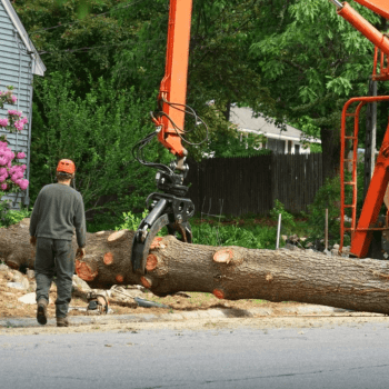 Commercial Tree Service Cliffside Park