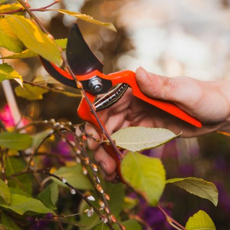 Tree/Shrub Trimming & Pruning Cliffside Park