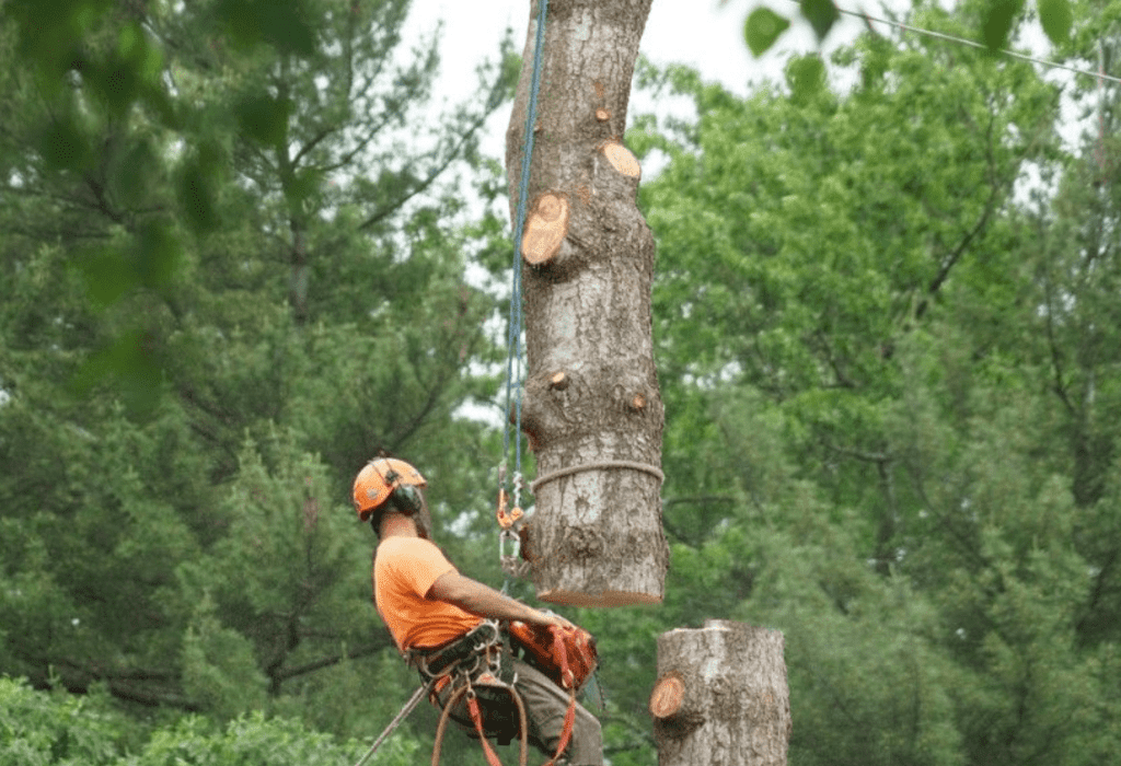 Emergency Tree Services