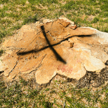stump grinding and stump removal Cliffside Park
